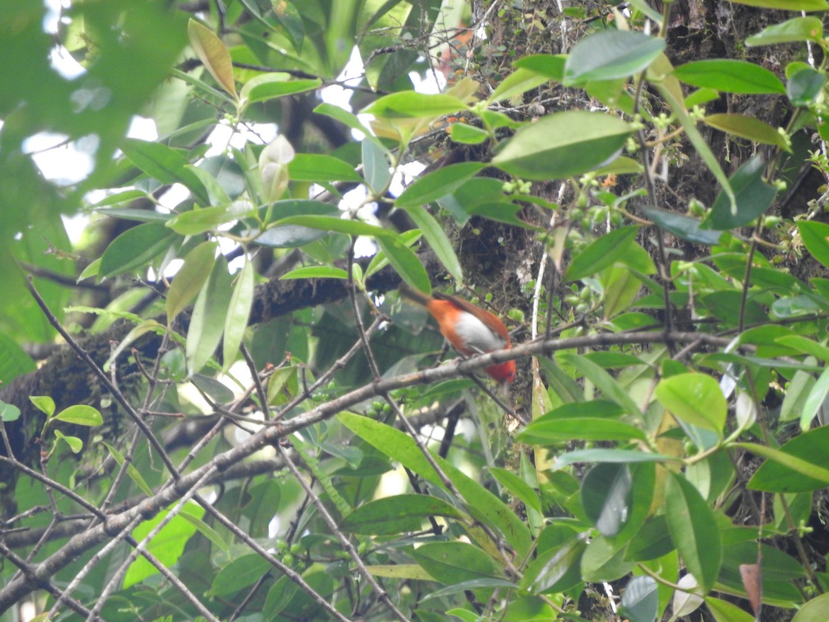 Scarlet-and-white Tanager - ML619712139