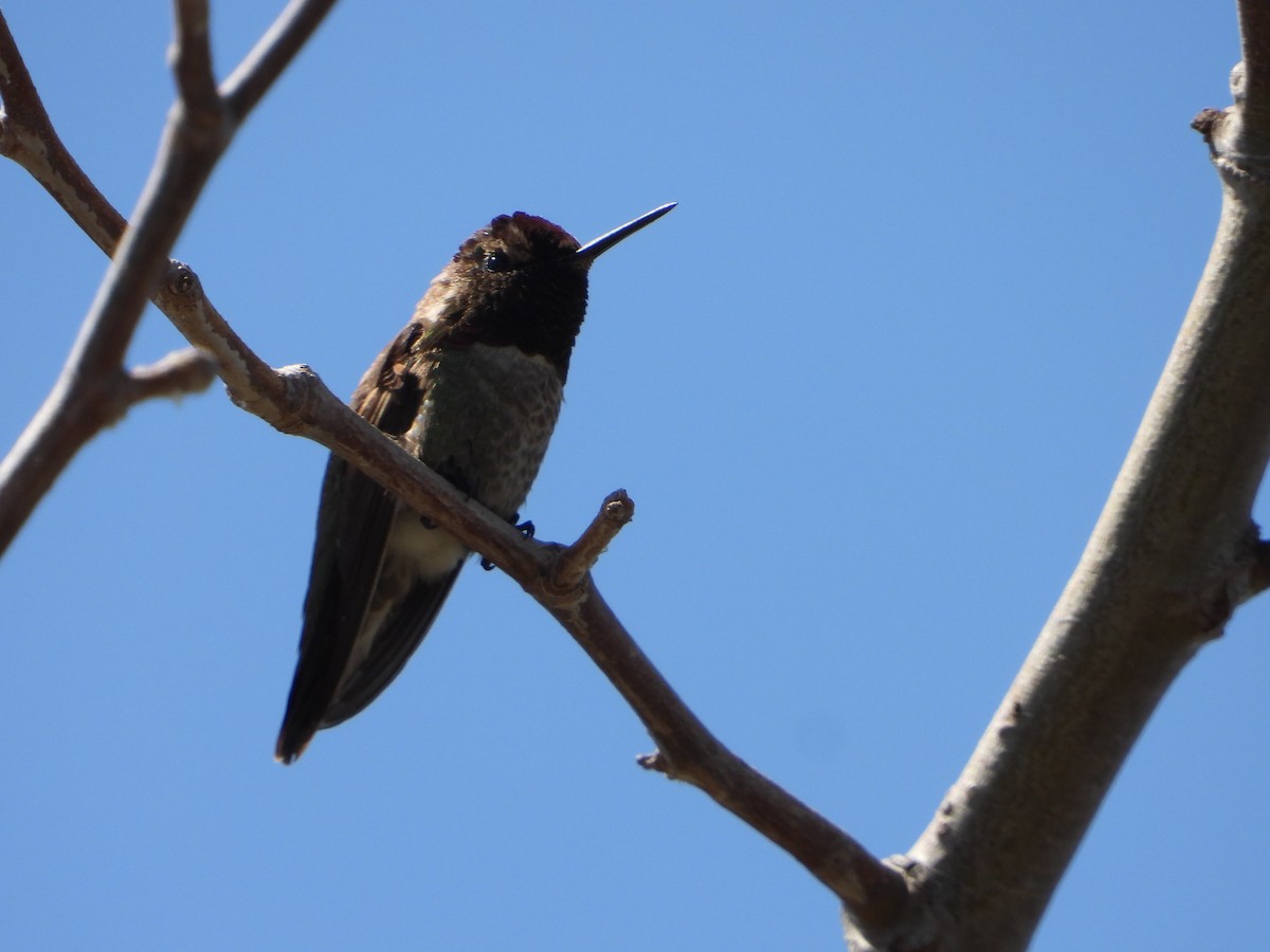 Anna's Hummingbird - ML619712155
