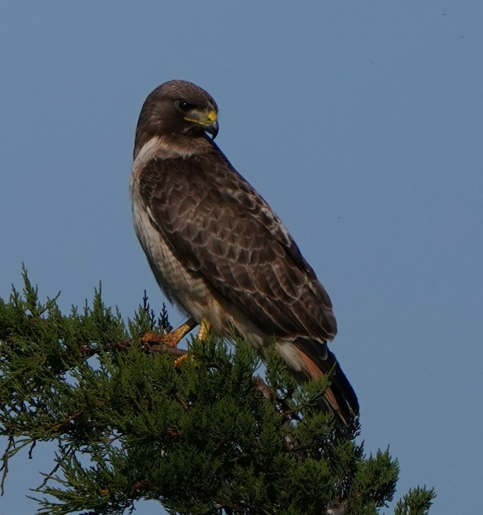 Red-tailed Hawk - ML619712160
