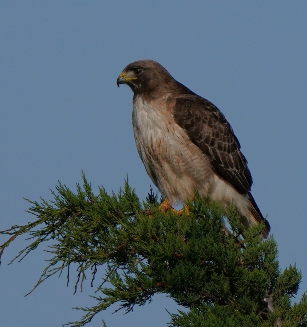 Red-tailed Hawk - ML619712161