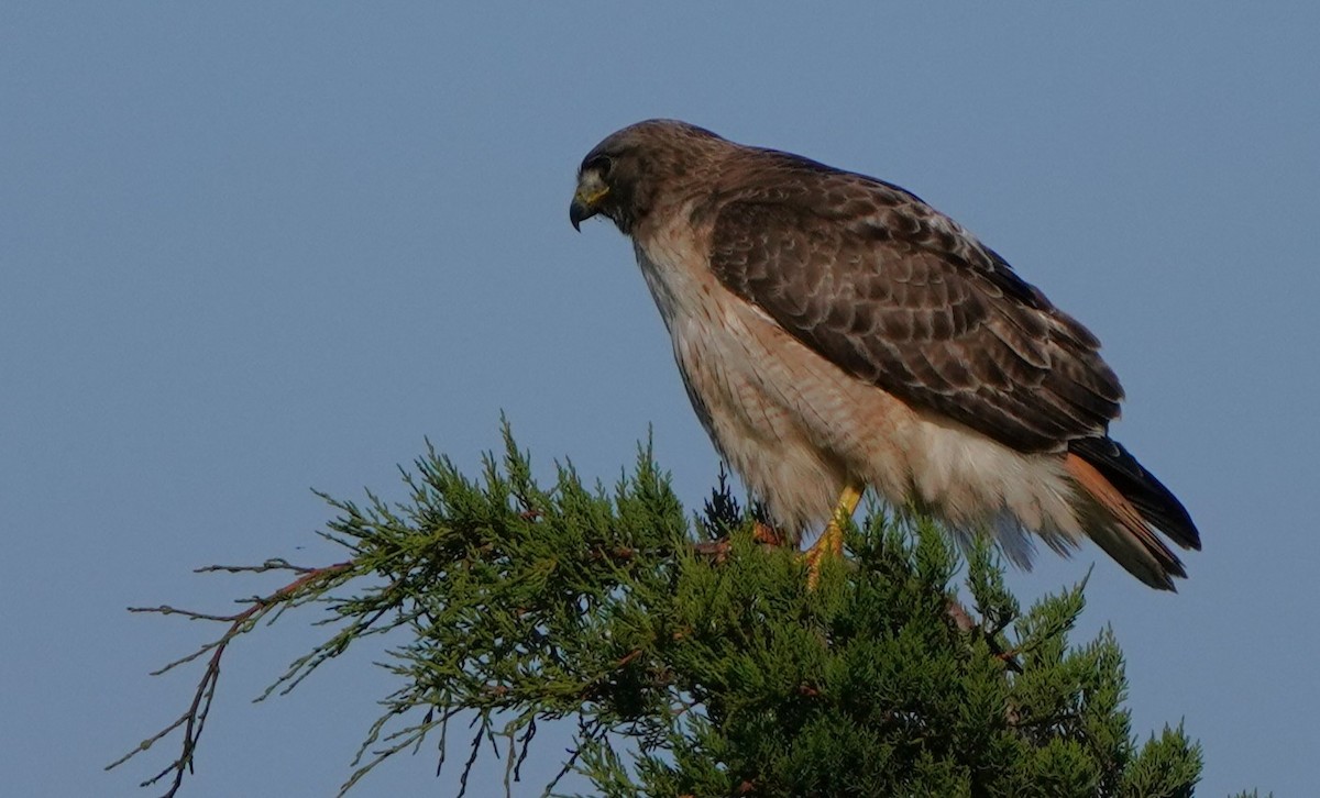 Red-tailed Hawk - ML619712162