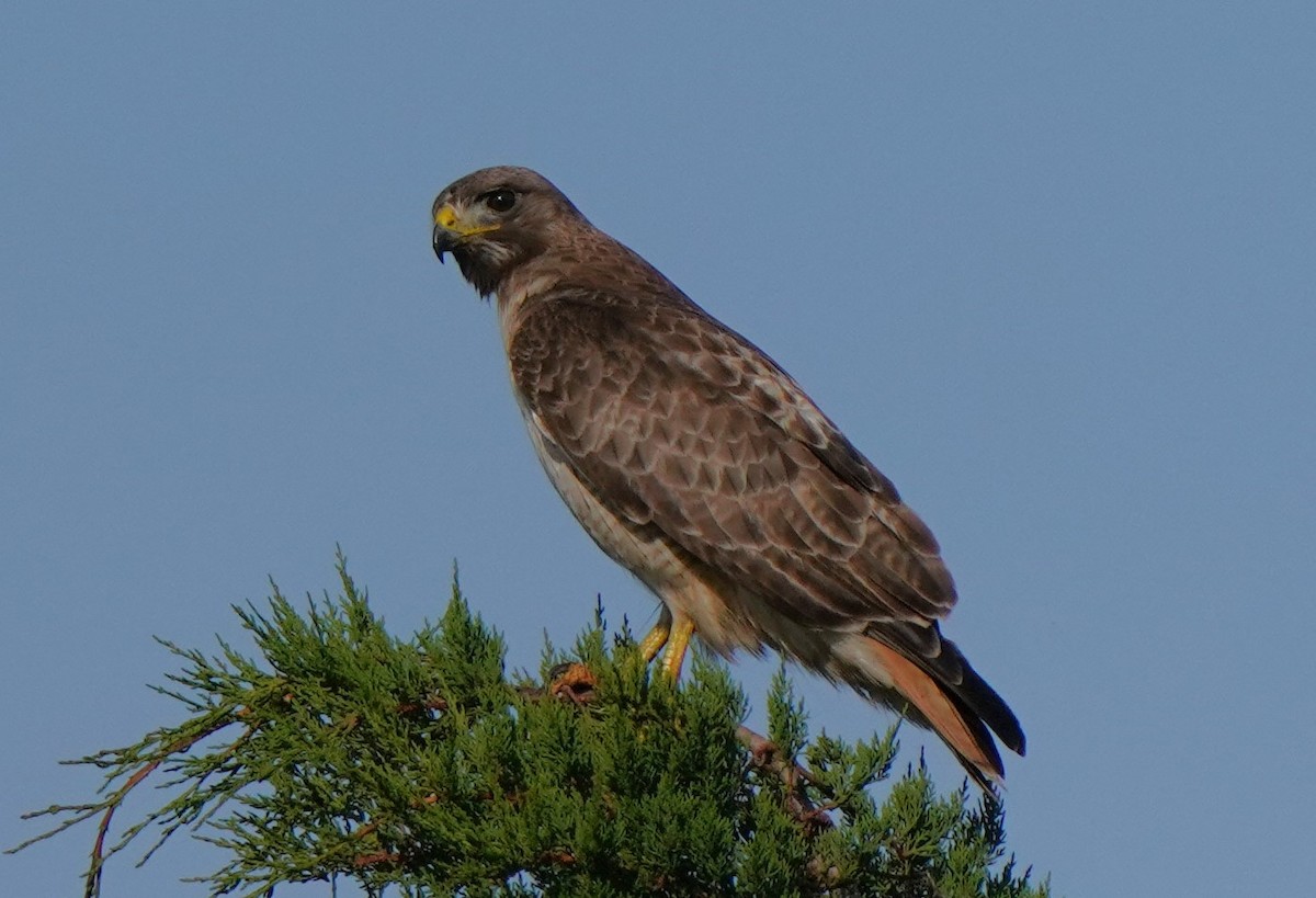 Red-tailed Hawk - ML619712163