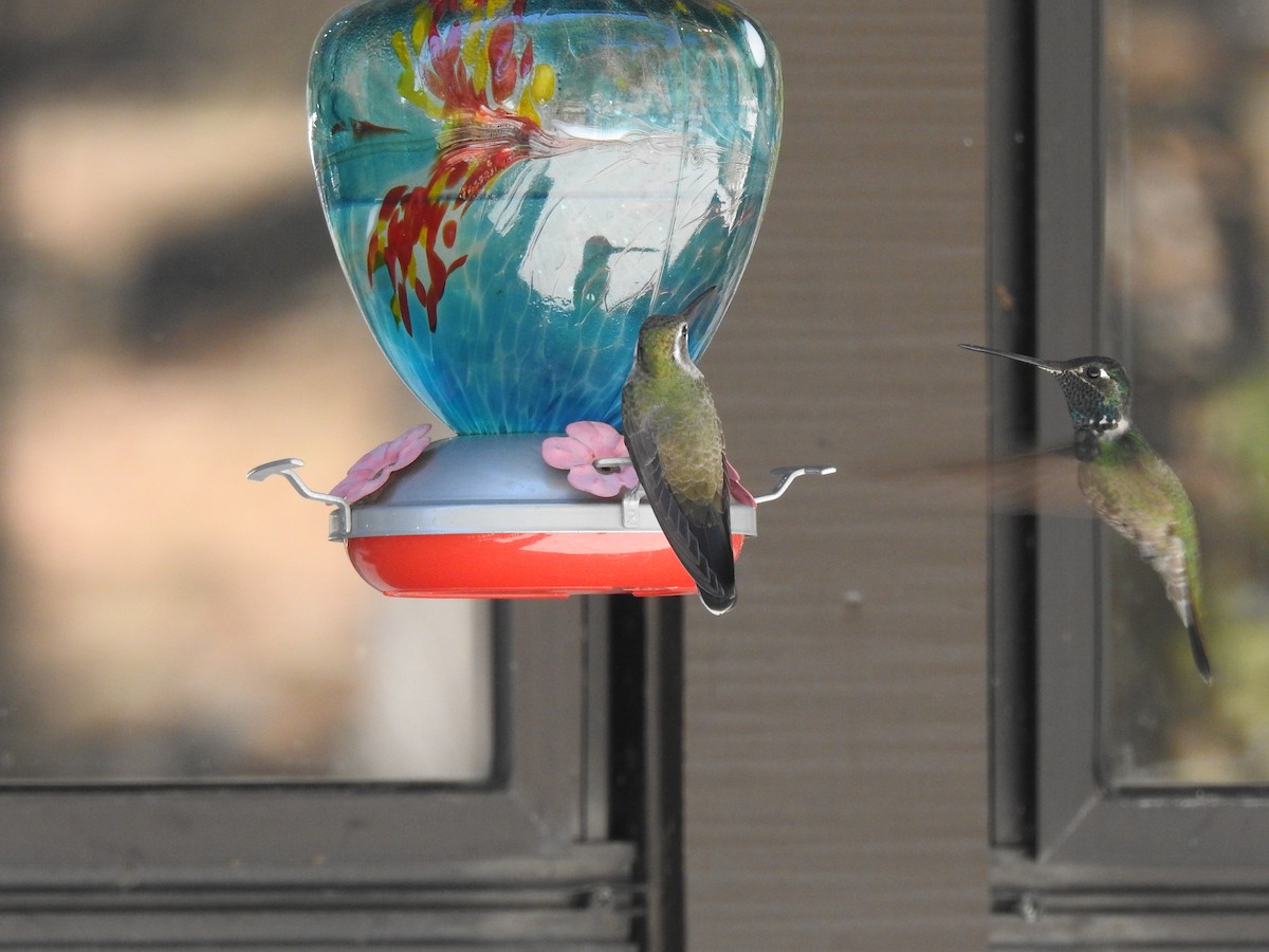 kolibřík blankytohrdlý - ML619712184