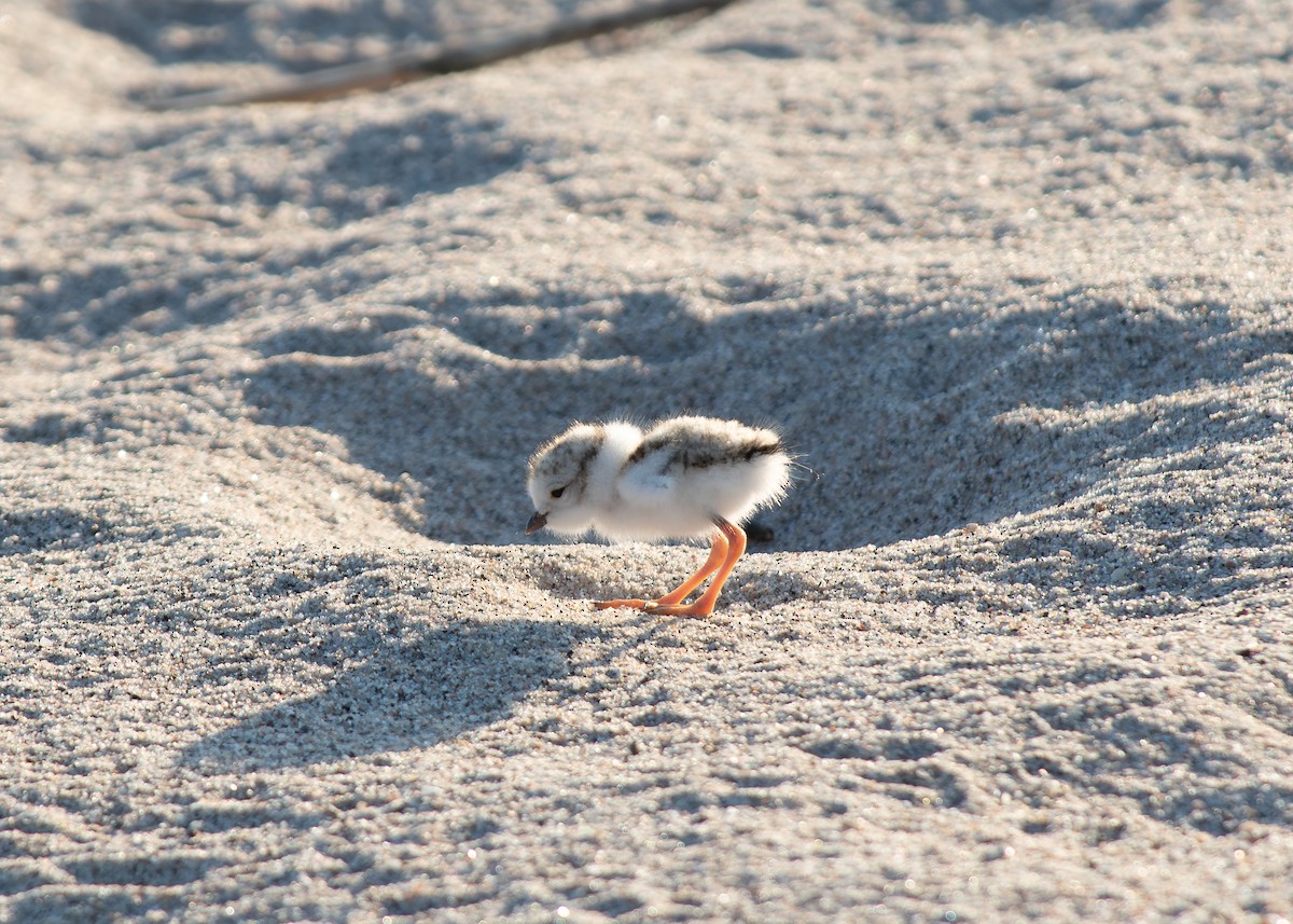 Piping Plover - ML619712193