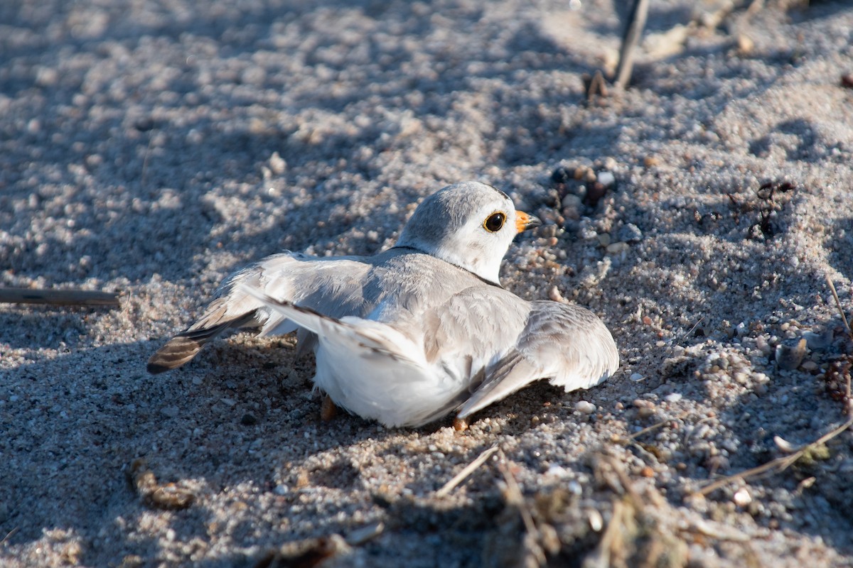 Piping Plover - ML619712194