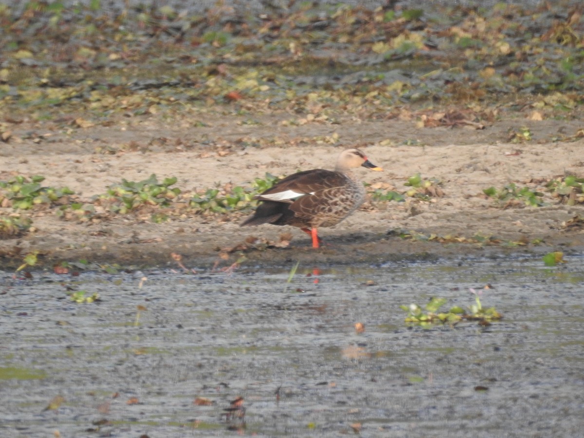 Indian Spot-billed Duck - ML619712213