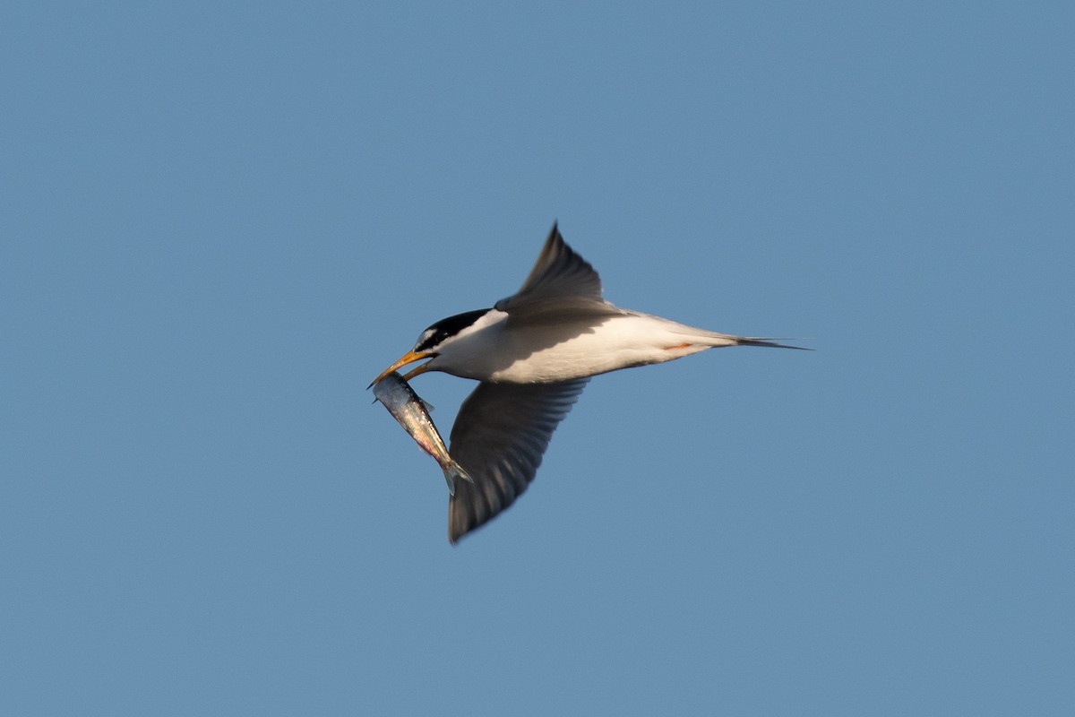 Least Tern - ML619712215