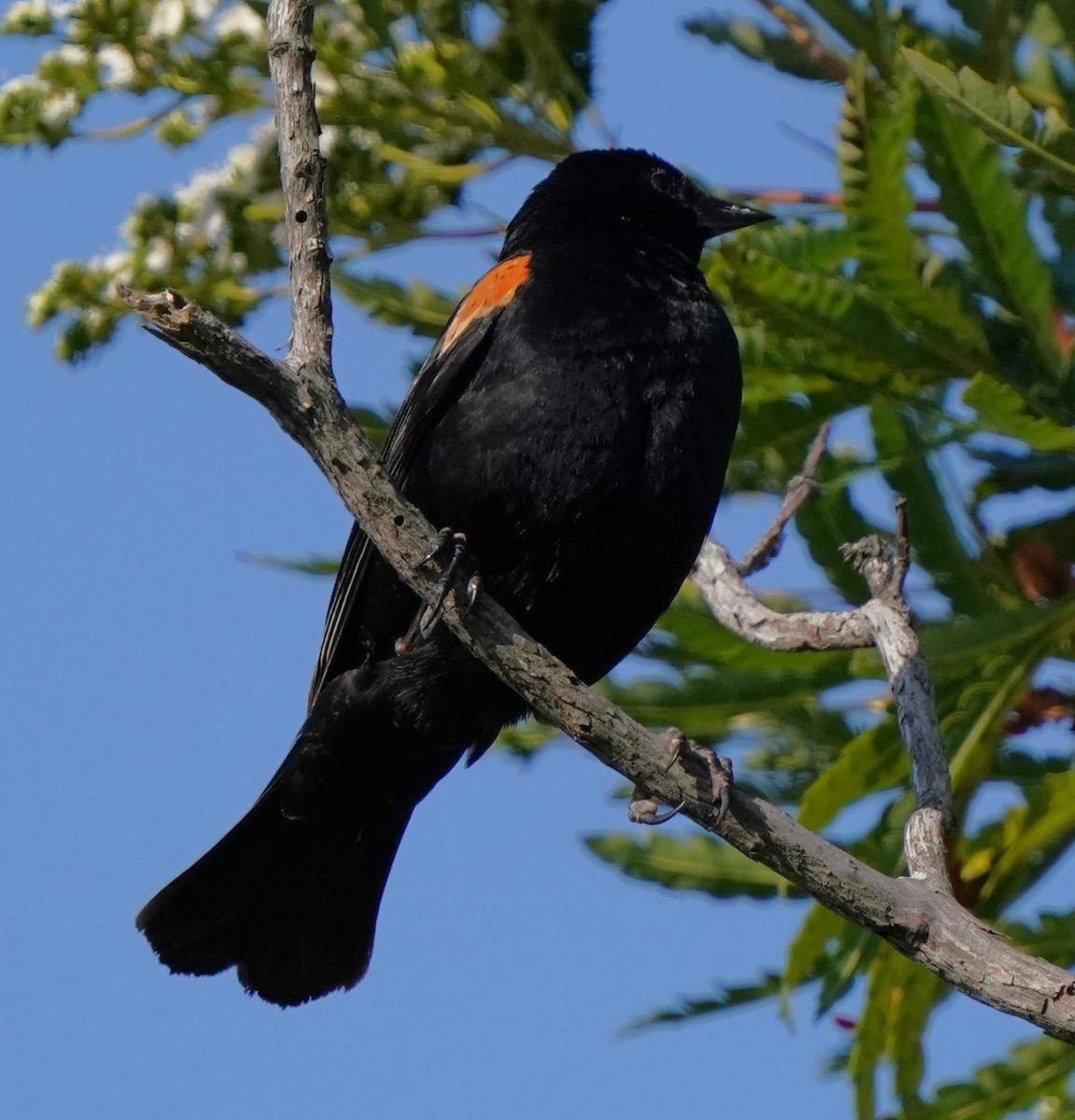 Red-winged Blackbird - ML619712232
