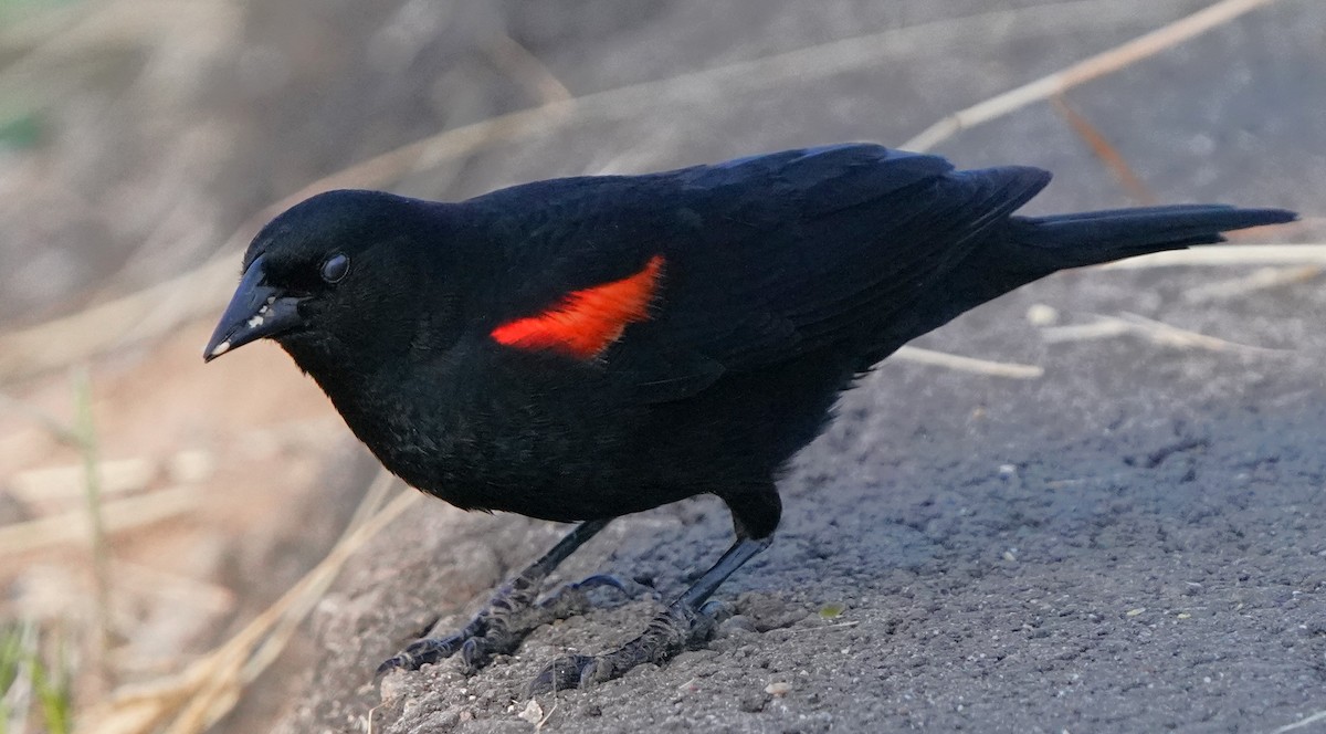 Red-winged Blackbird - ML619712233