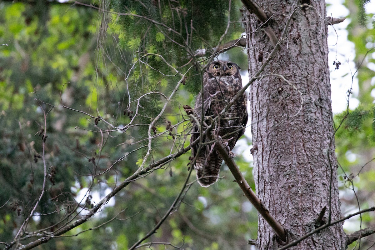 Great Horned Owl - ML619712234