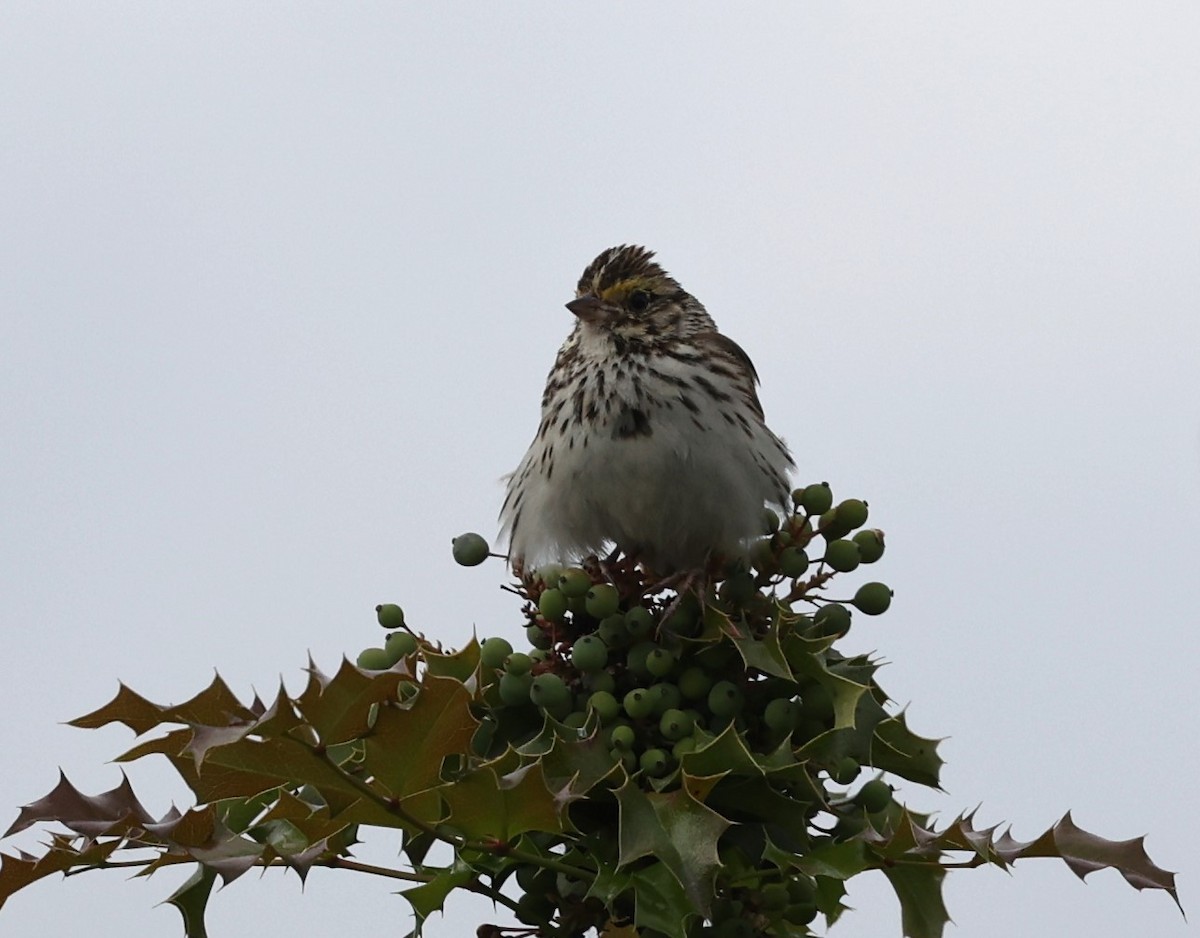 Savannah Sparrow - ML619712238