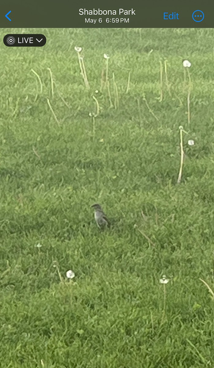 Field Sparrow - ML619712256
