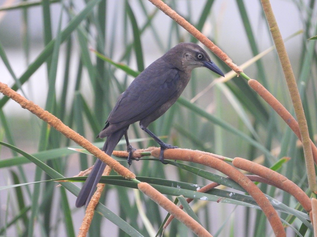 Great-tailed Grackle - ML619712267