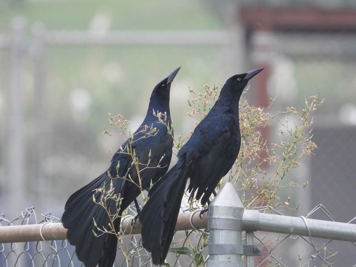 Great-tailed Grackle - ML619712268
