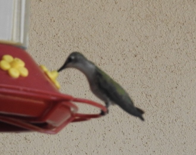 Black-chinned Hummingbird - ML619712273
