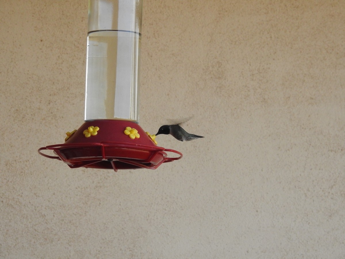 Black-chinned Hummingbird - ML619712274
