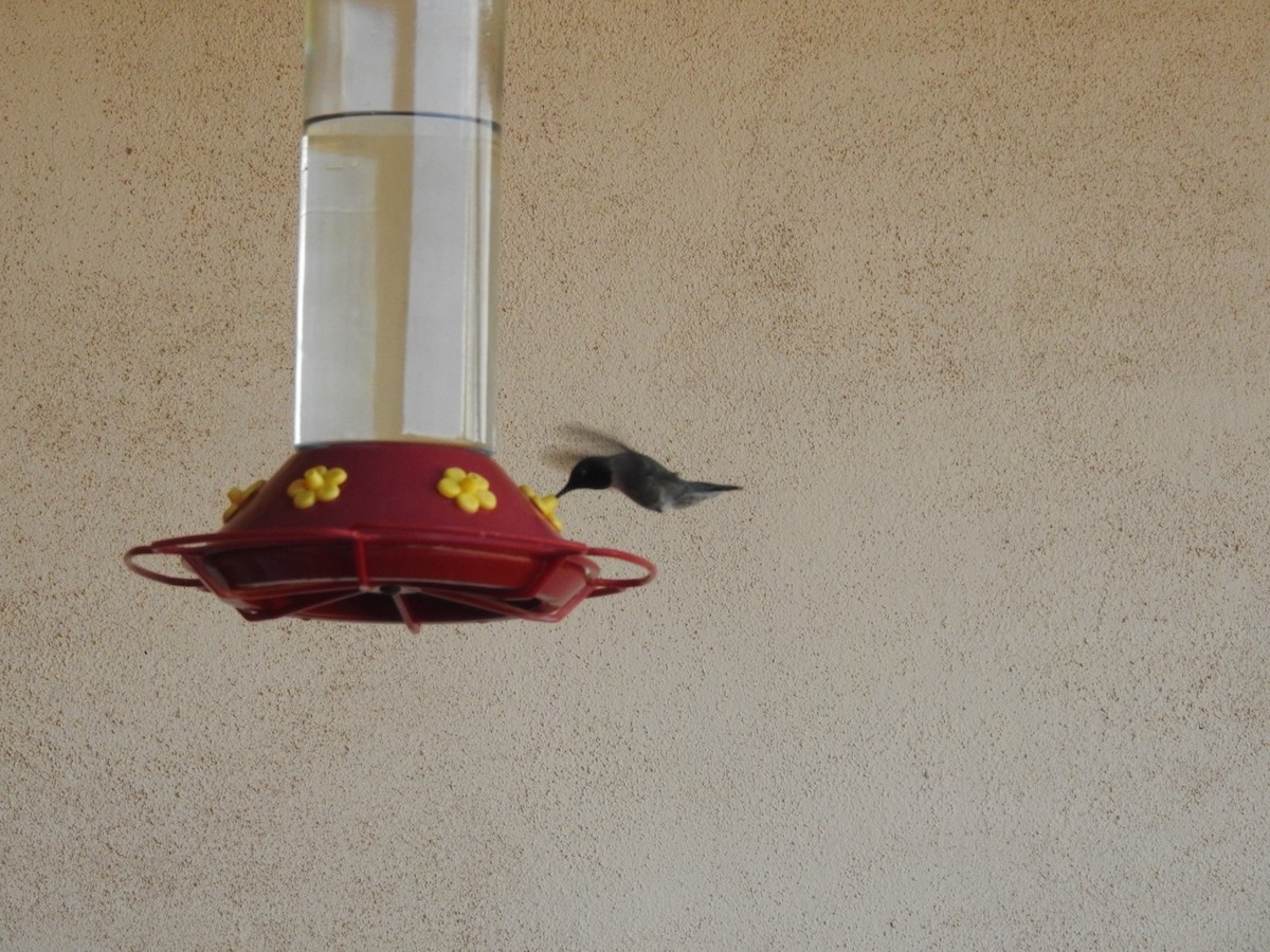 Black-chinned Hummingbird - ML619712275