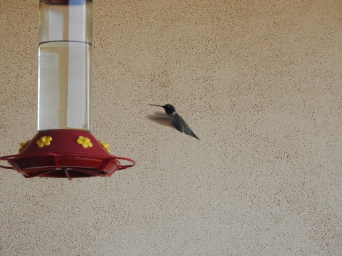 Black-chinned Hummingbird - ML619712276