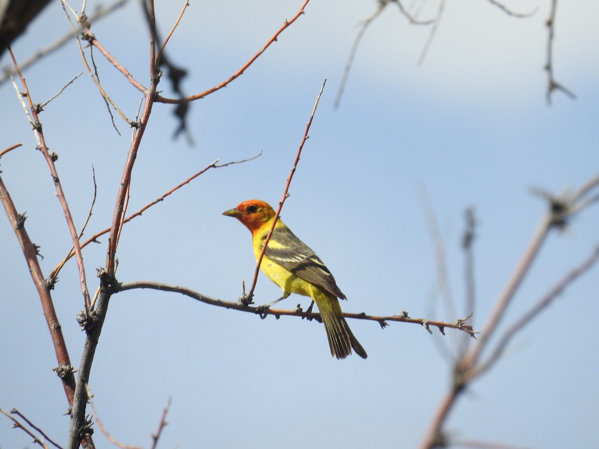 Western Tanager - ML619712278