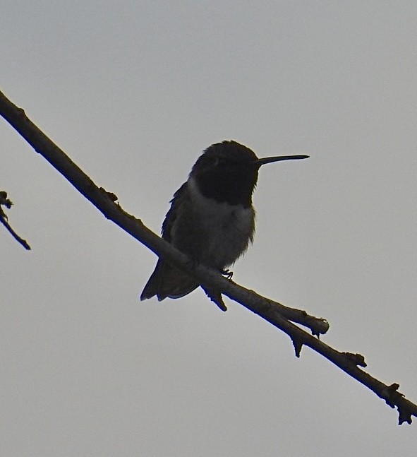 Black-chinned Hummingbird - ML619712301