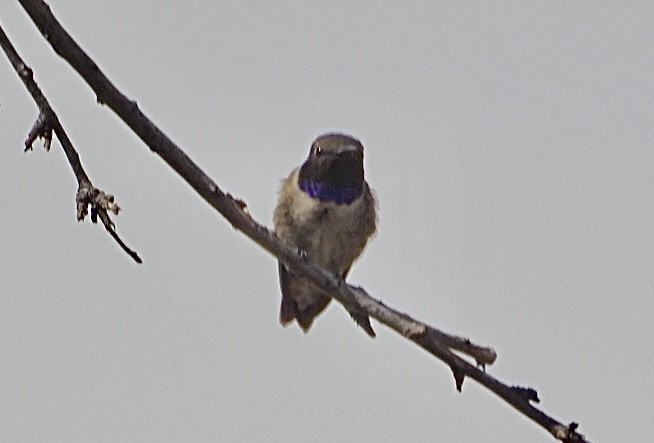 Black-chinned Hummingbird - ML619712302