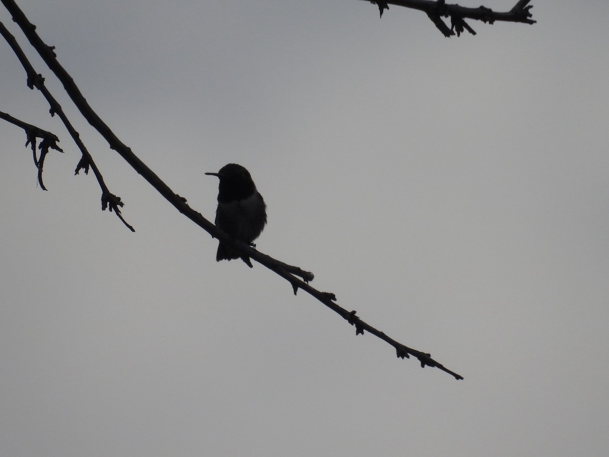 Black-chinned Hummingbird - ML619712303