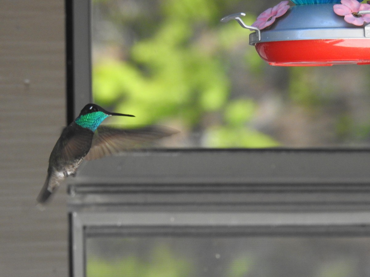 kolibřík skvostný - ML619712305