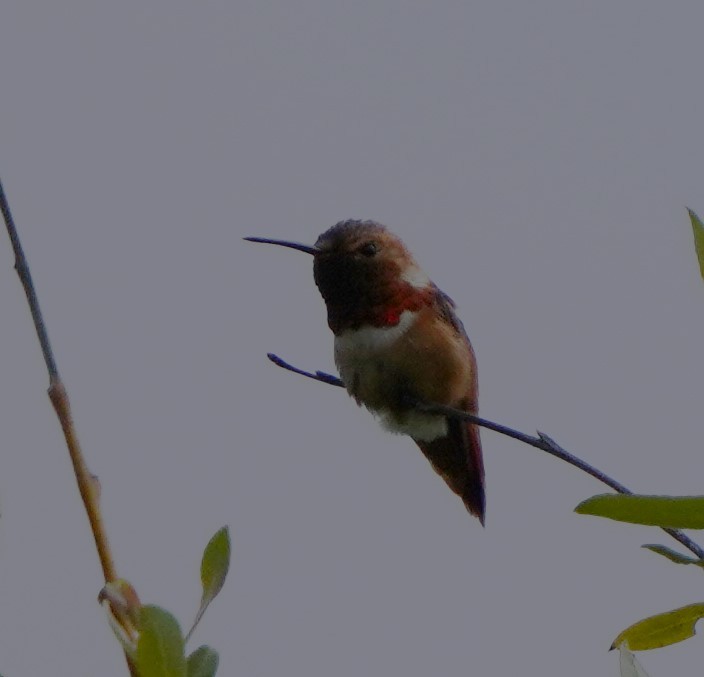 Allen's Hummingbird - ML619712315