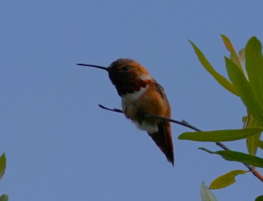 Allen's Hummingbird - ML619712317