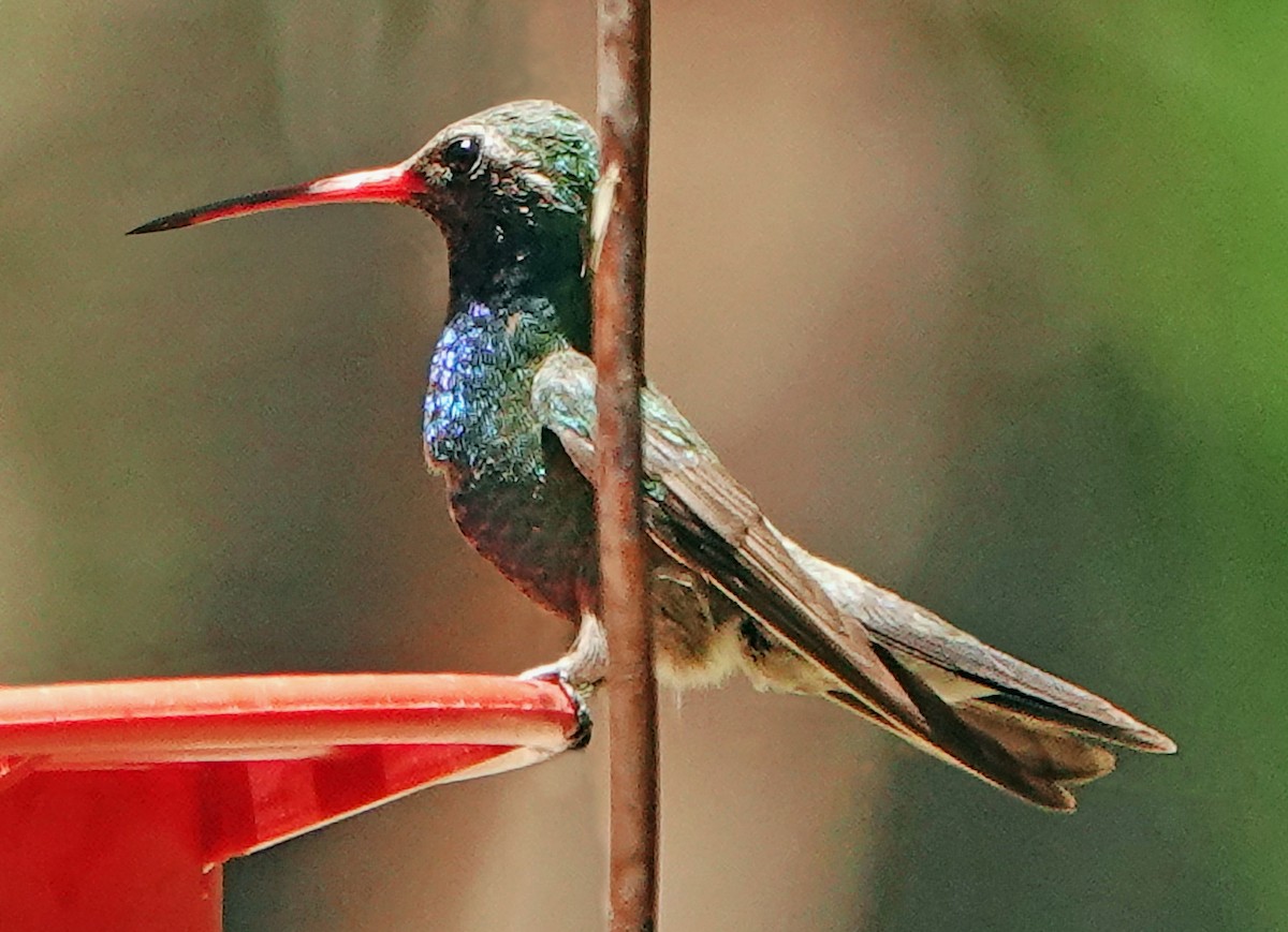 Broad-billed Hummingbird - ML619712318