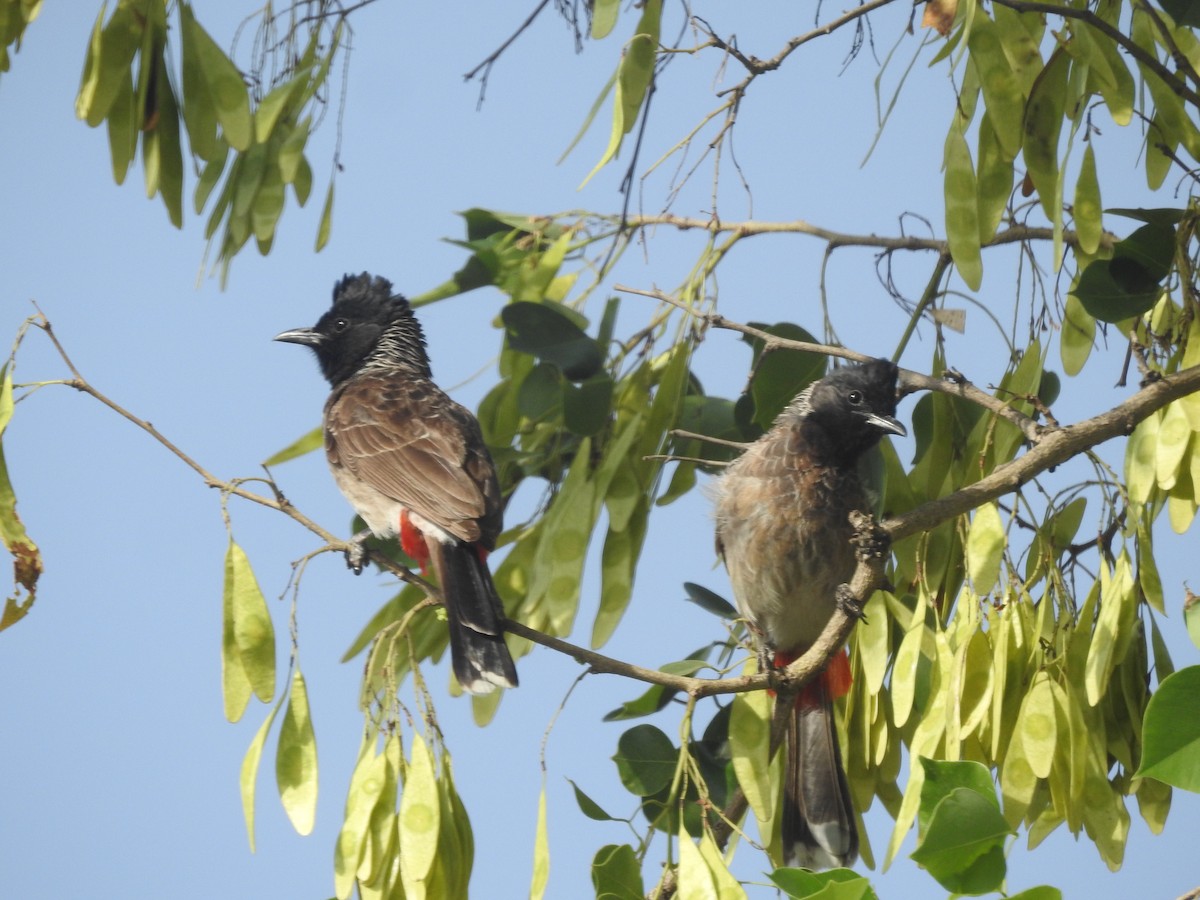 Red-vented Bulbul - ML619712404