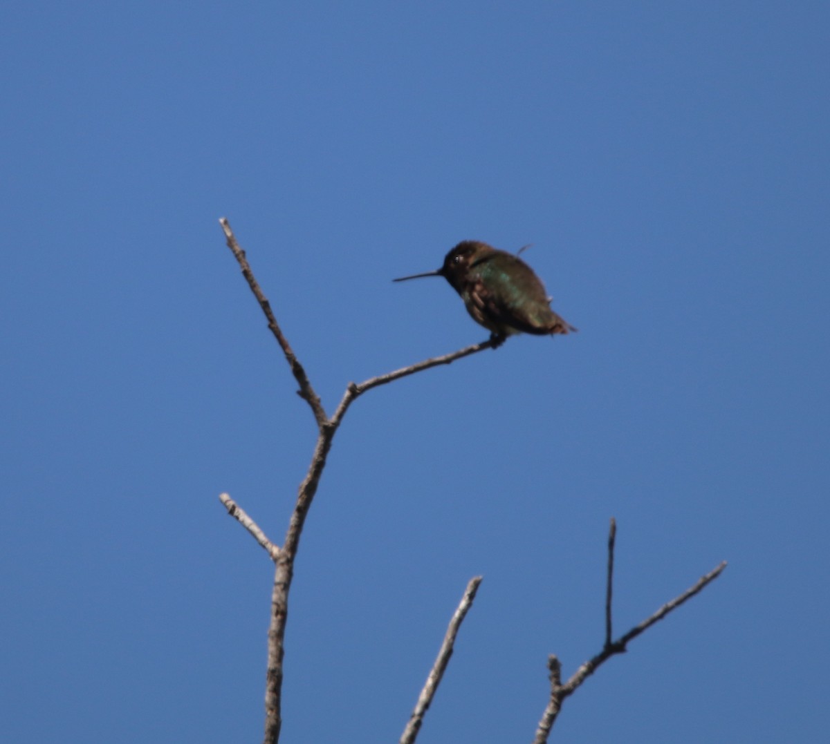 Anna's Hummingbird - ML619712419