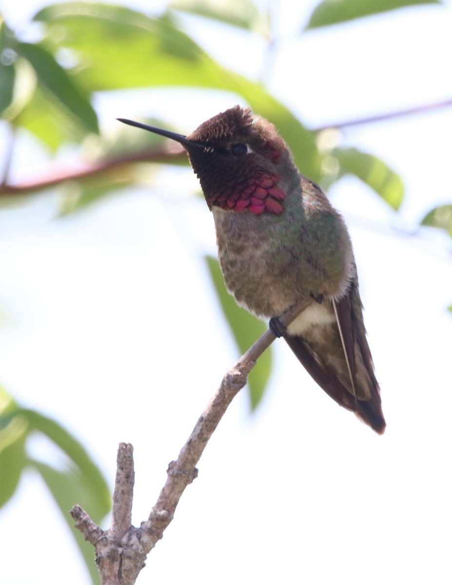 Anna's Hummingbird - ML619712420