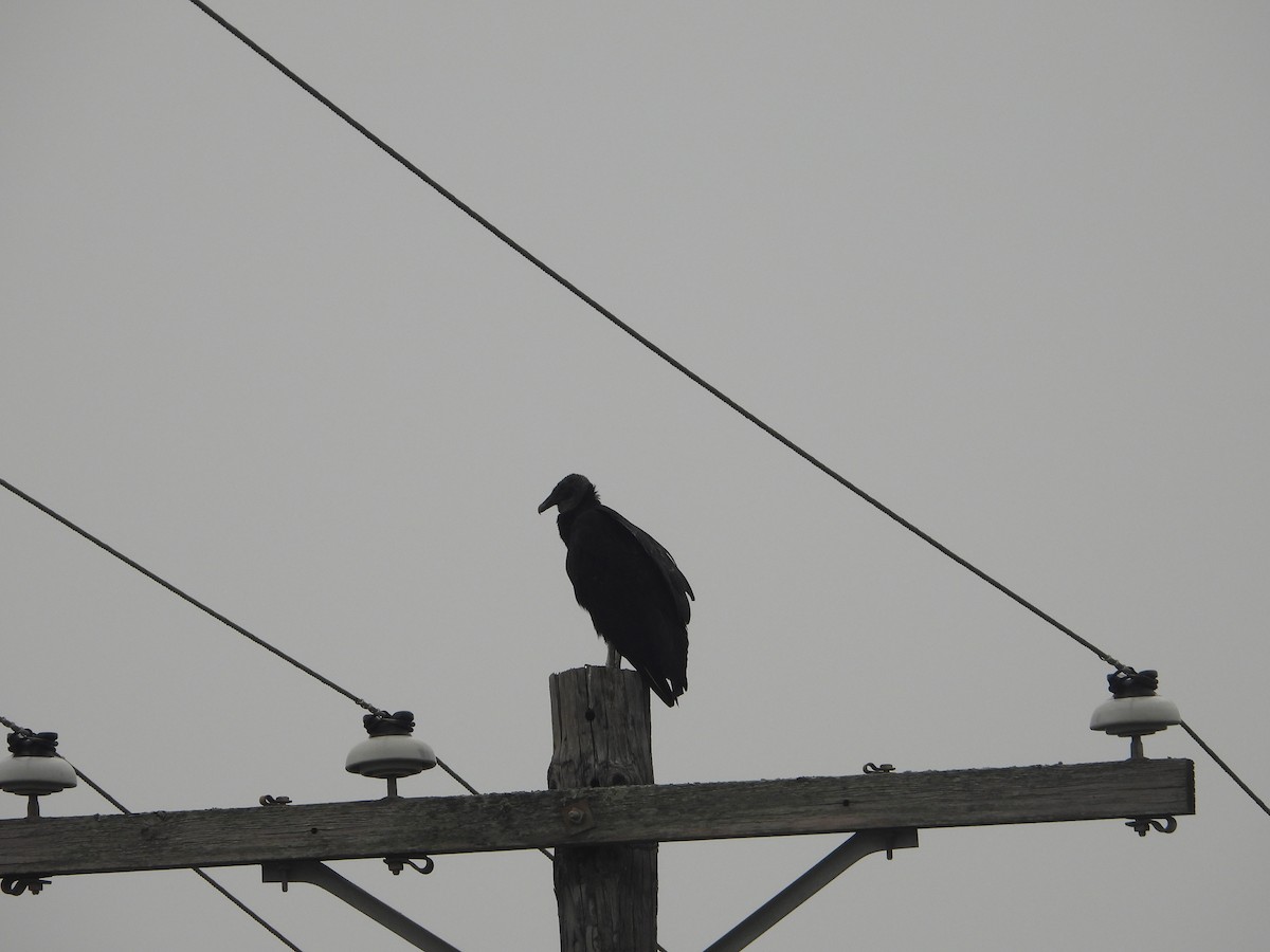 Black Vulture - ML619712499
