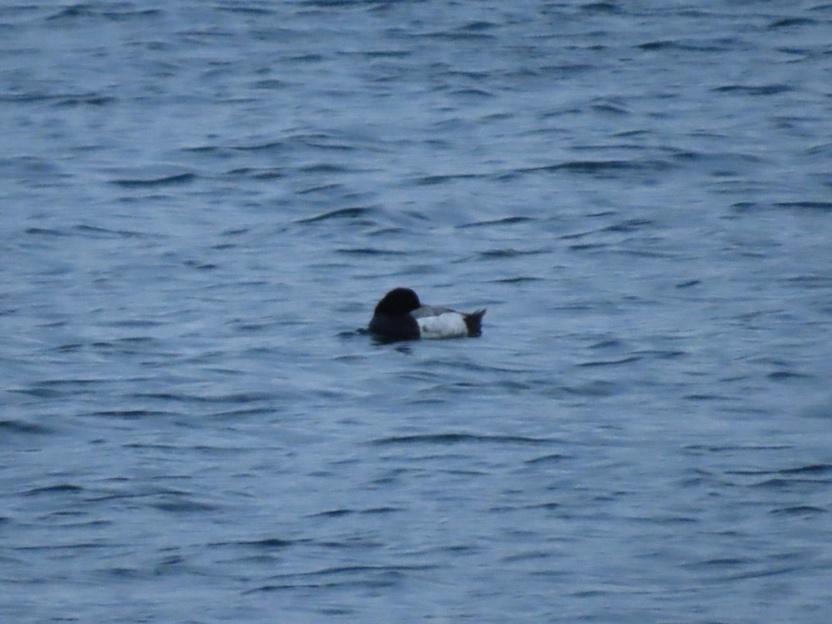 Greater Scaup - ML619712502