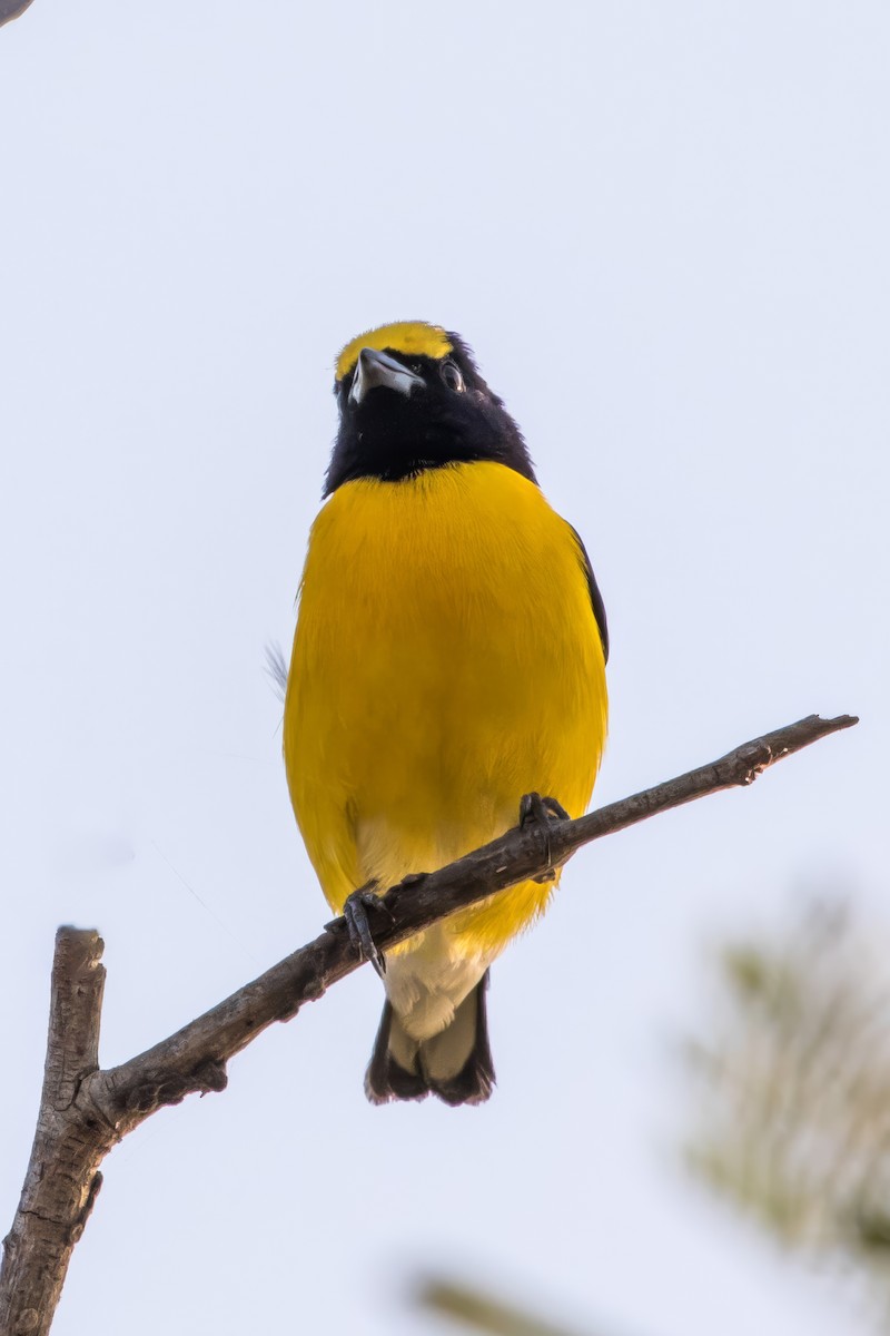 West Mexican Euphonia - ML619712515
