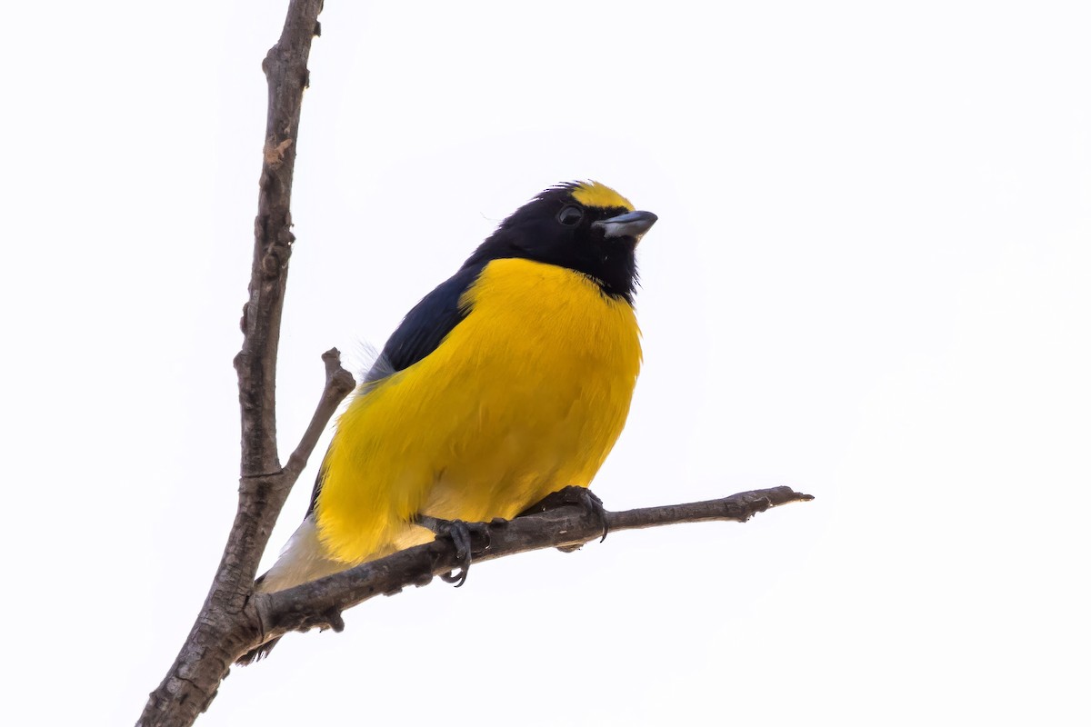 West Mexican Euphonia - ML619712517