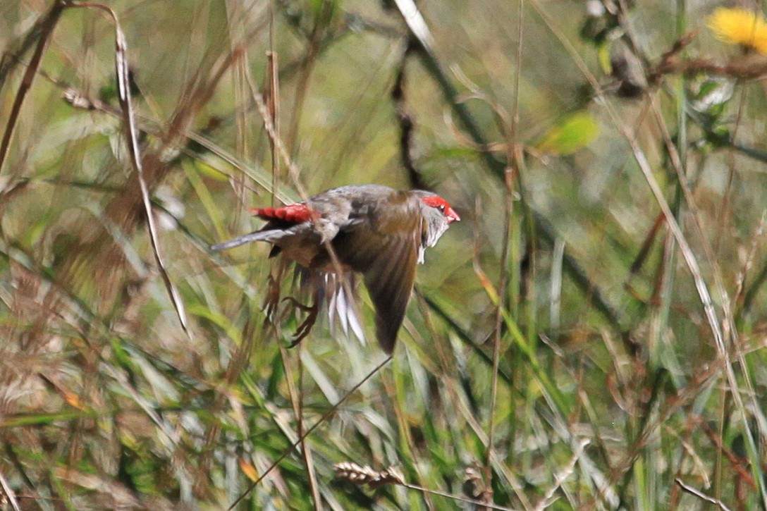 Red-browed Firetail - ML619712519