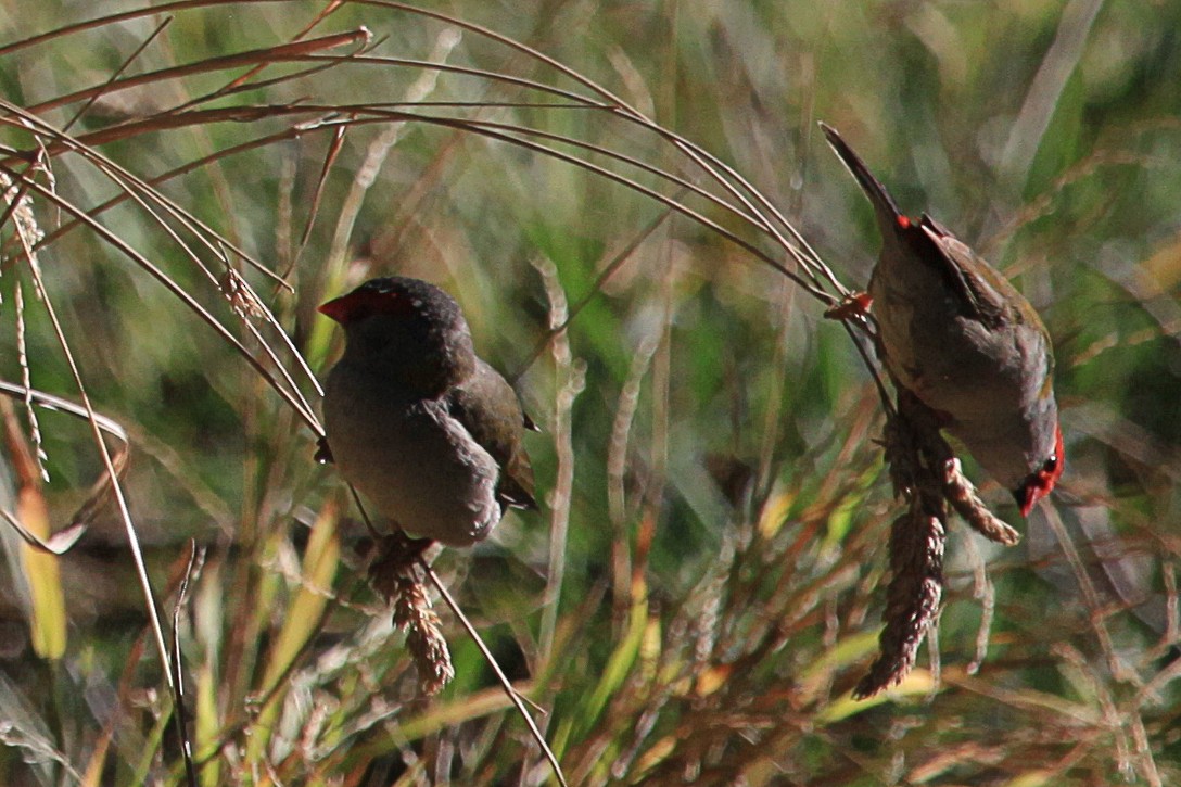 Red-browed Firetail - ML619712520