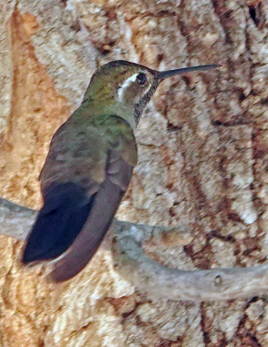 kolibřík blankytohrdlý - ML619712527