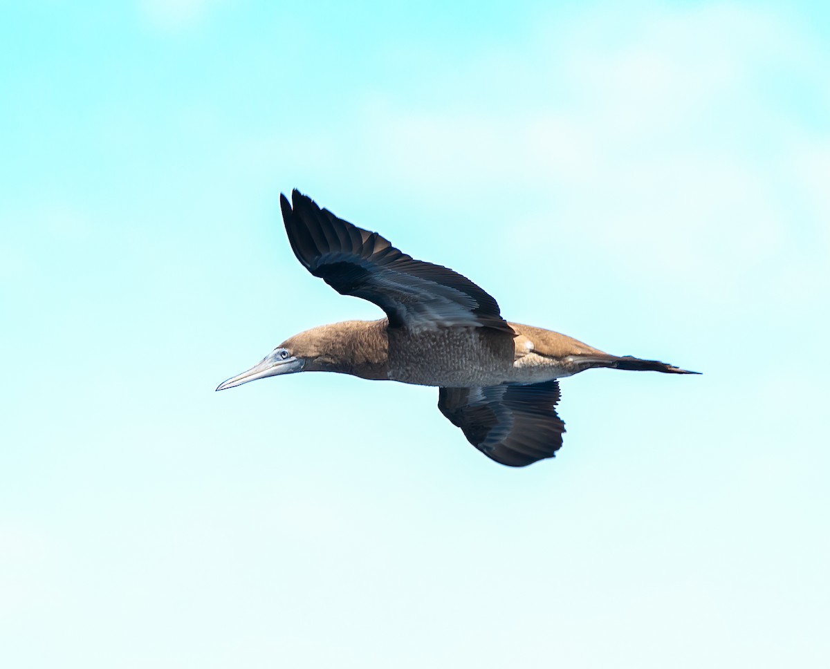 Brown Booby - ML619712539