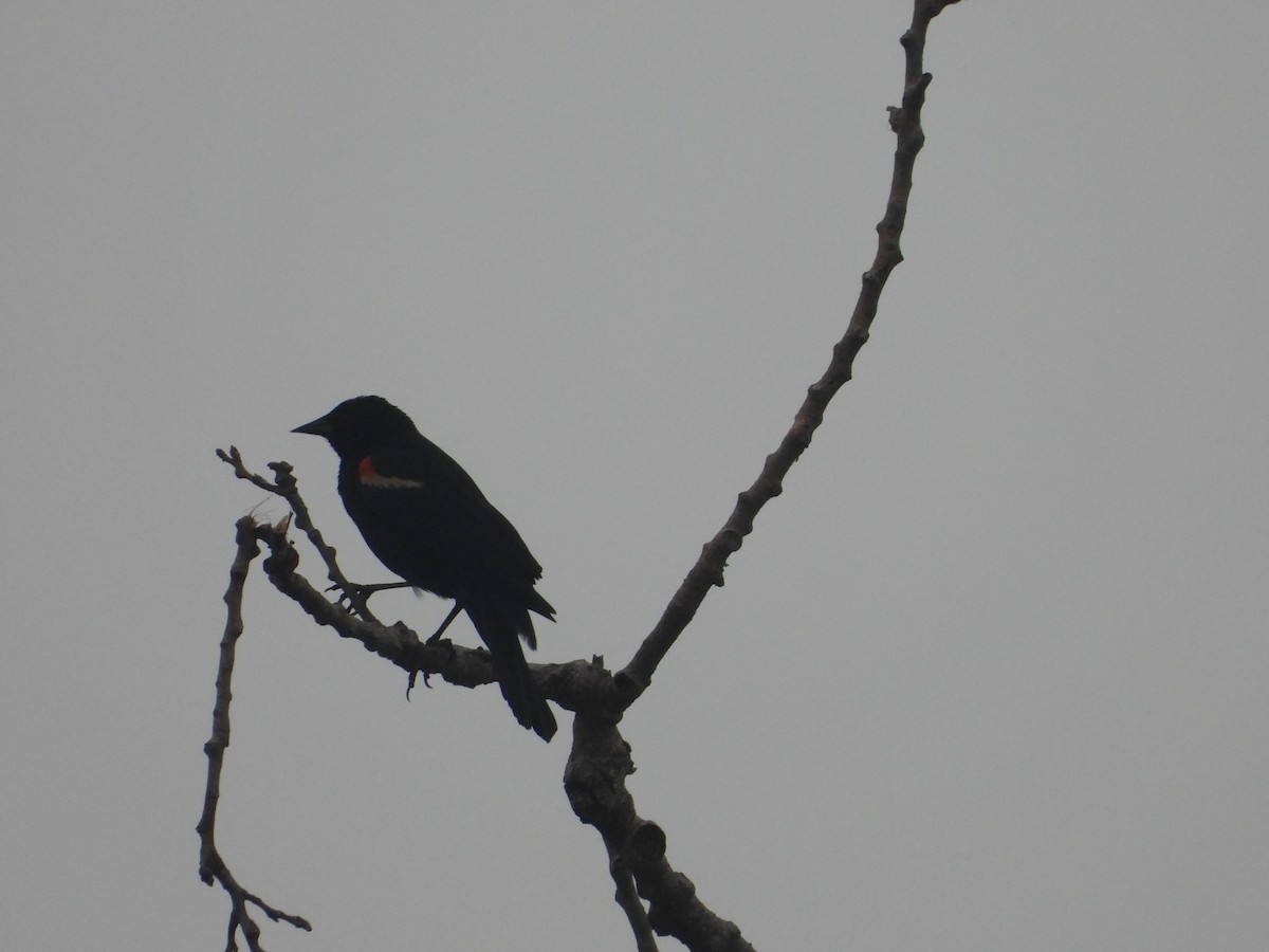 Red-winged Blackbird - ML619712552