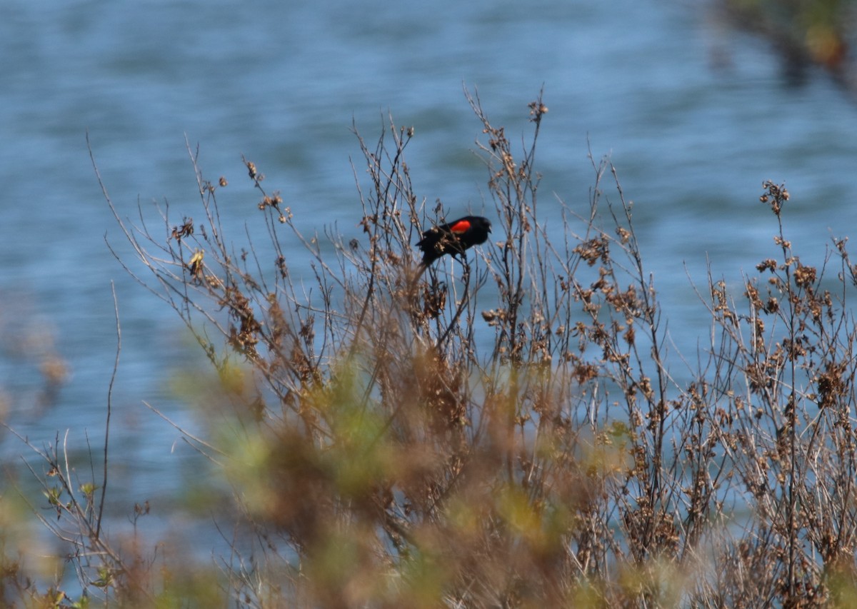 Red-winged Blackbird - ML619712553