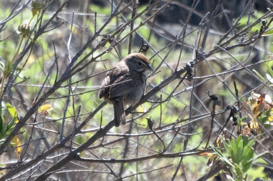 Rufous-crowned Sparrow - ML619712564