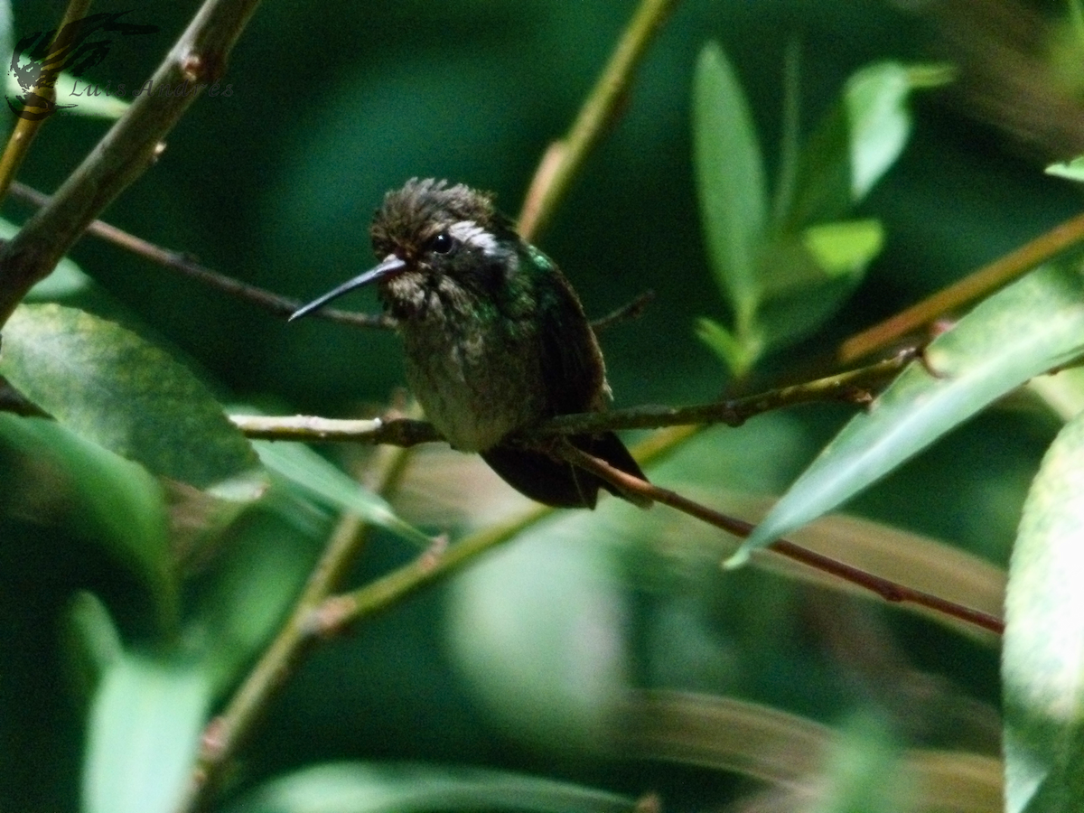 White-eared Hummingbird - ML619712572