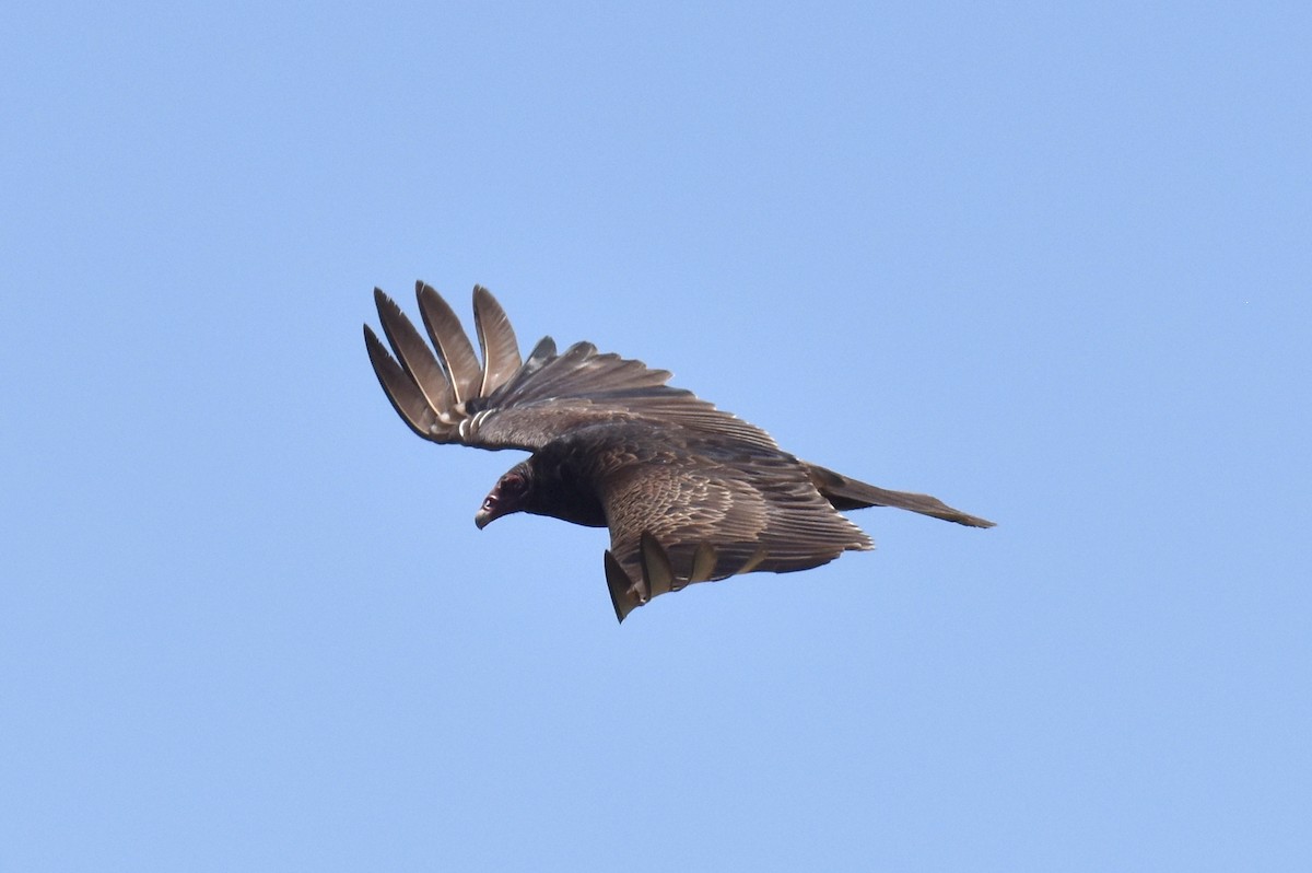 Turkey Vulture - ML619712606