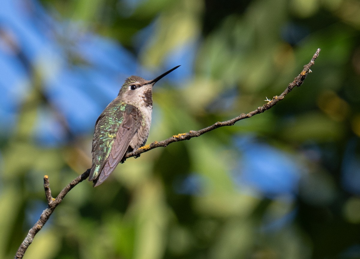 Anna's Hummingbird - ML619712671