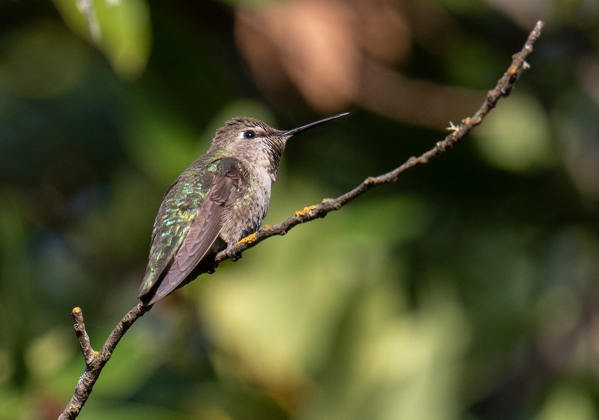 Anna's Hummingbird - ML619712672