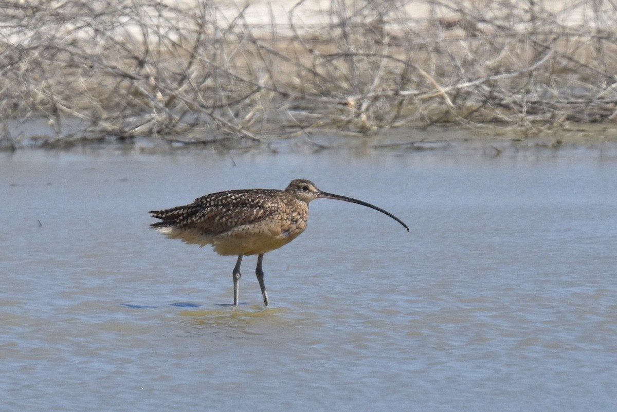 Long-billed Curlew - ML619712701