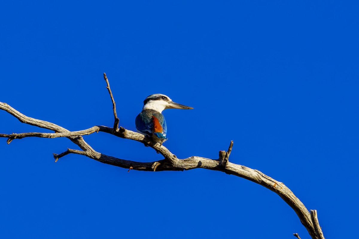 Red-backed Kingfisher - ML619712708